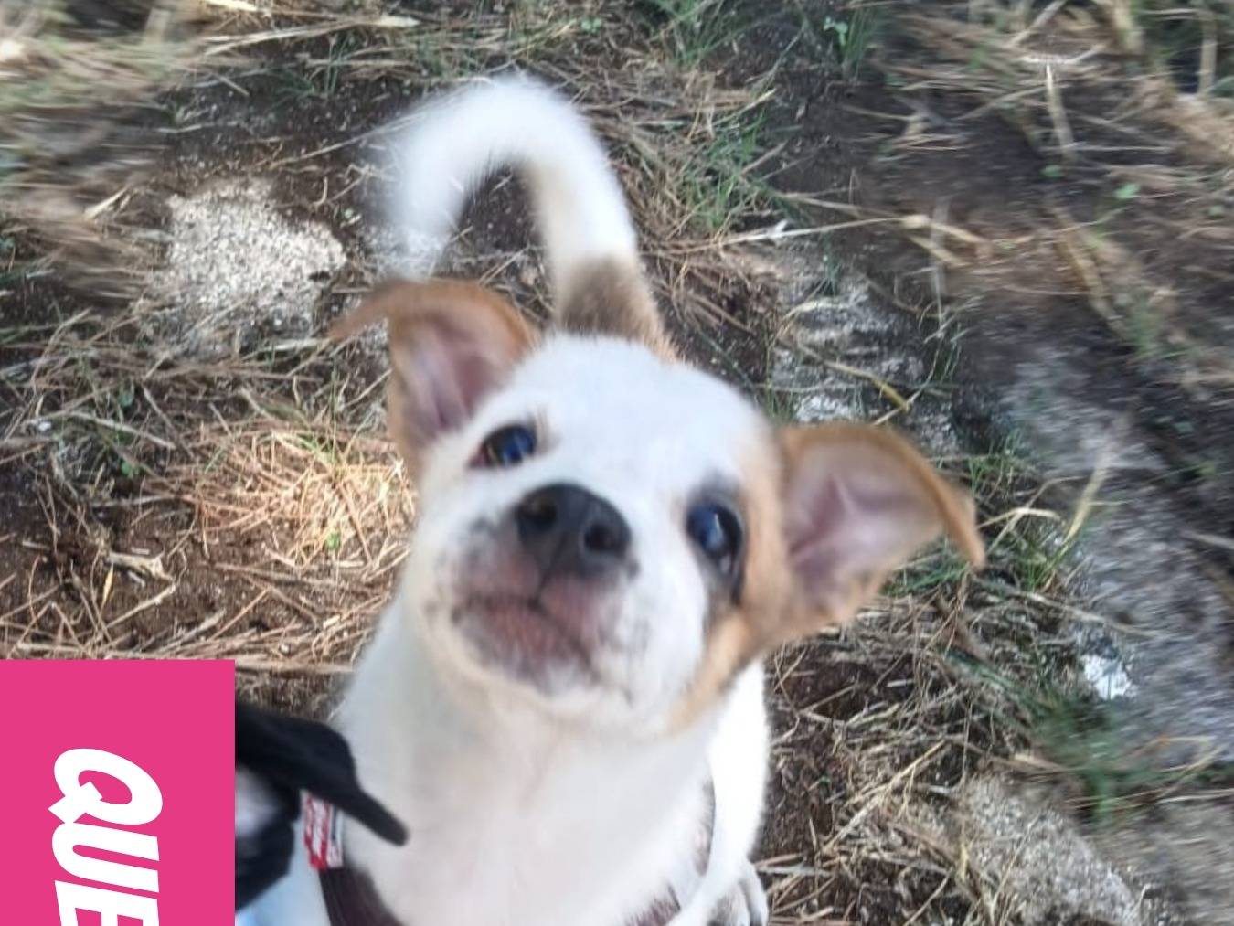 Adotta un cane, femmina, 2 mesi, Bari