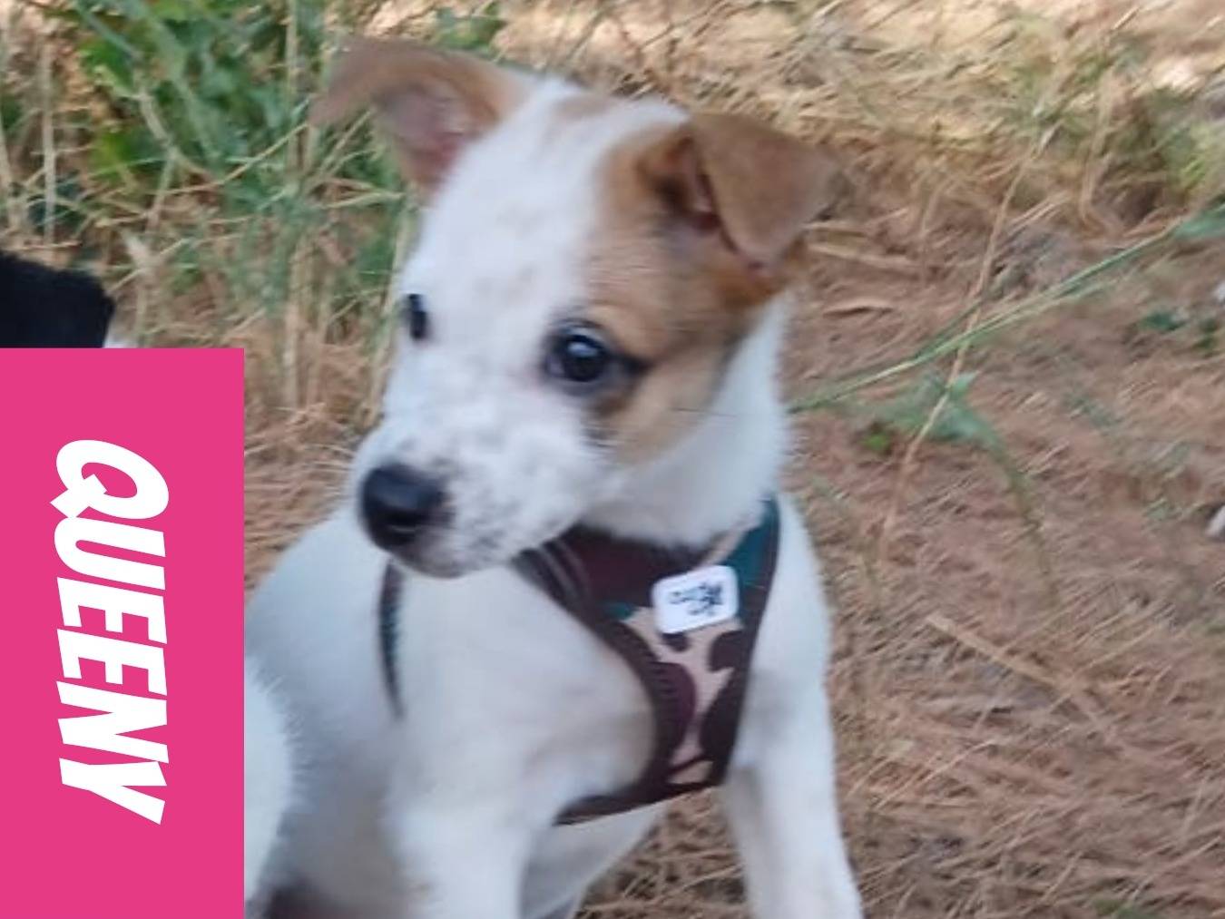 Adotta un cane, taglia media, femmina, Bari