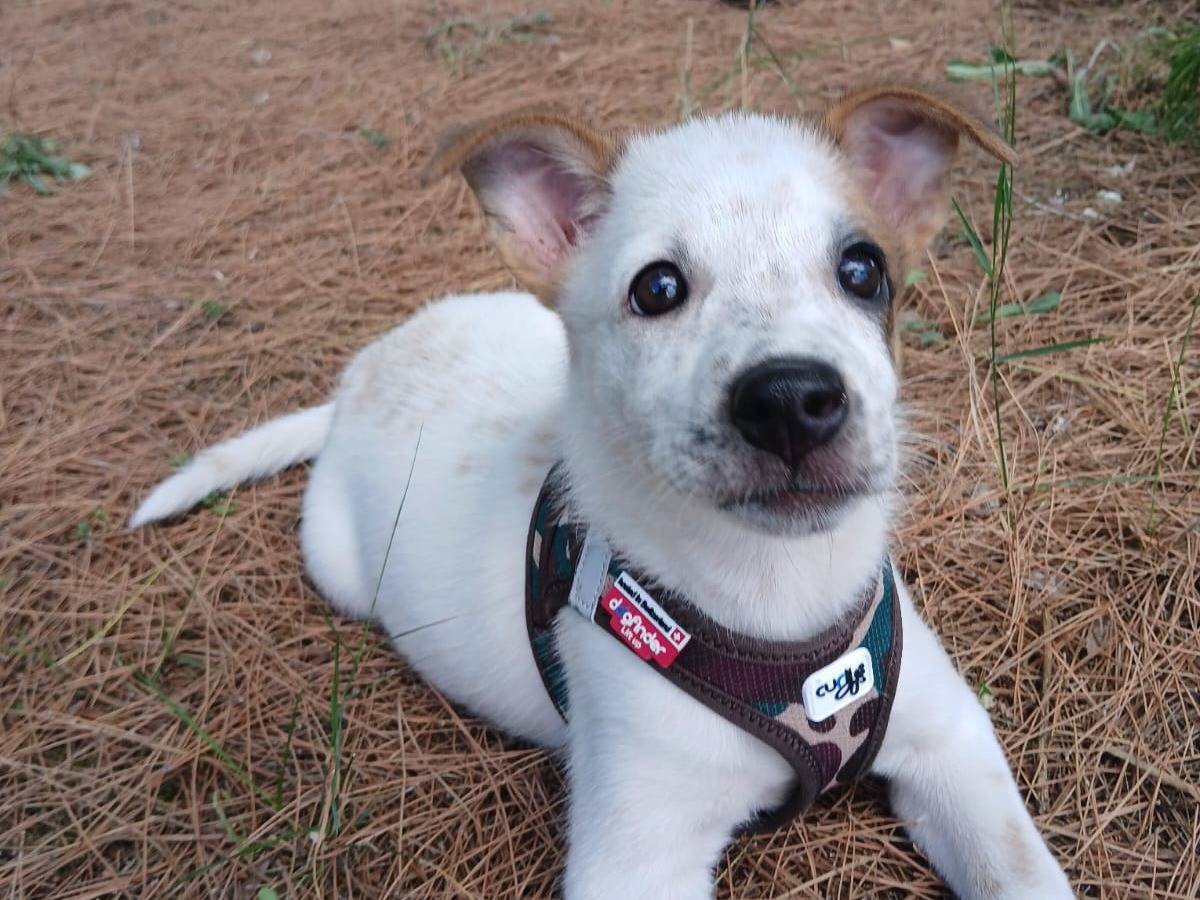 Vuoi adottare un cane a Bari?