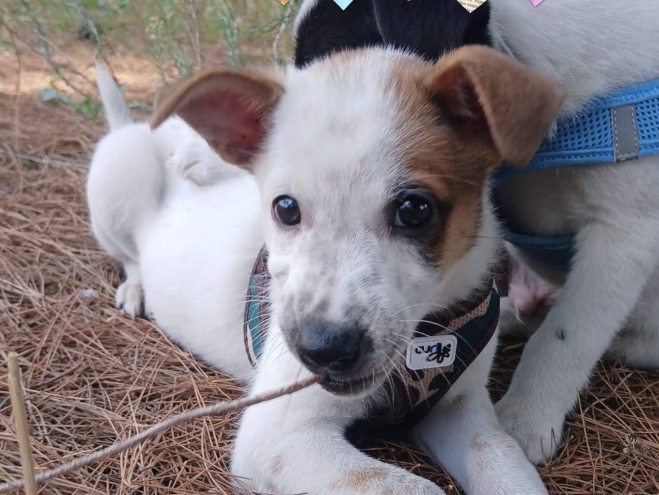 Adotta il cane Queeny  a Bari