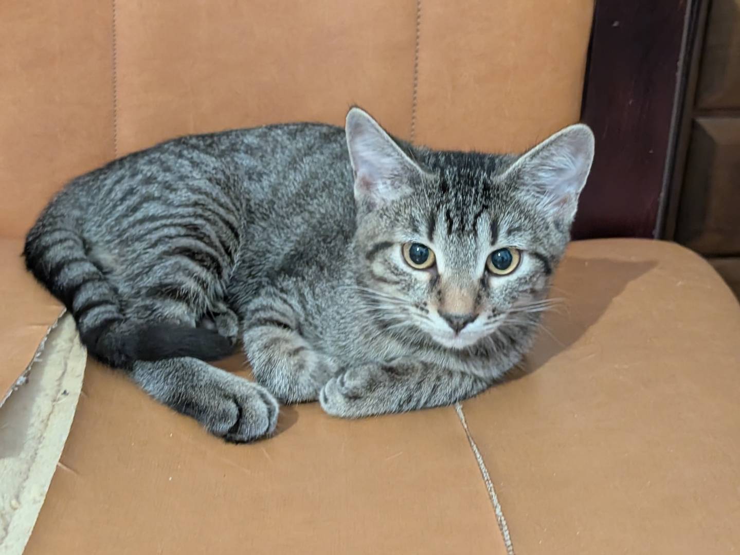 Adozione gatto, femmina, Razza sconosciuta Razza sconosciuta, 2 mesi, taglia non valida, Trieste