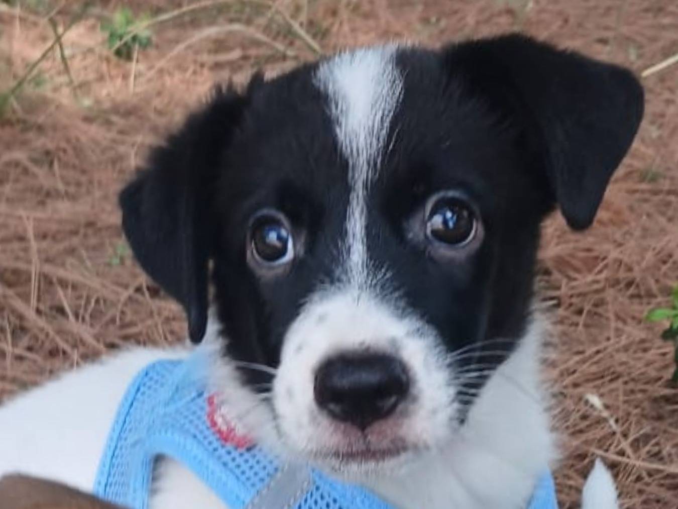 Adozione cane, maschio, Razza sconosciuta Razza sconosciuta, 2 mesi, taglia media, Bari