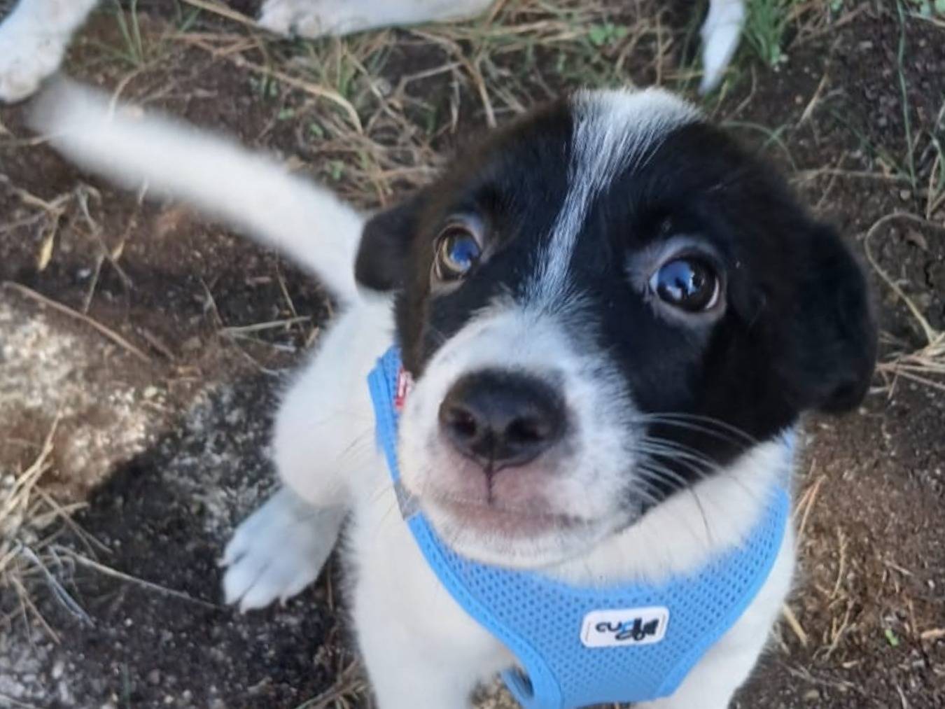 Adotta un cane, maschio, 2 mesi, Bari