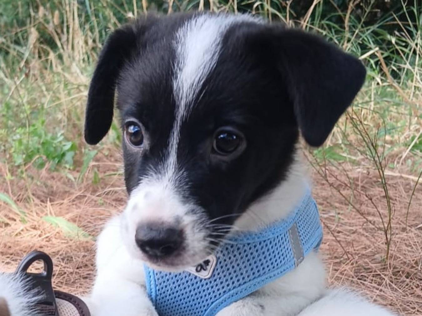 Vuoi adottare un cane a Bari?