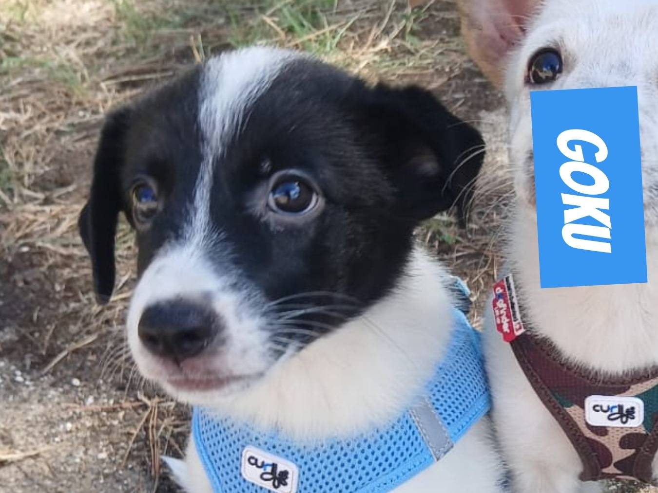 Adotta il cane Goku a Bari
