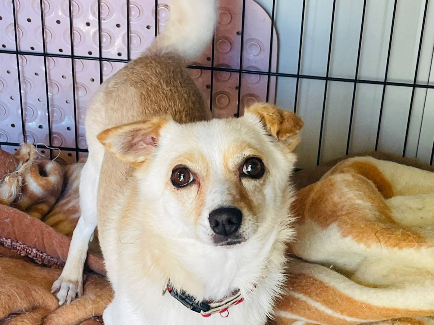 Adozione cane, maschio, Razza sconosciuta Razza sconosciuta, 1 anno e 11 mesi, taglia piccola, Bari
