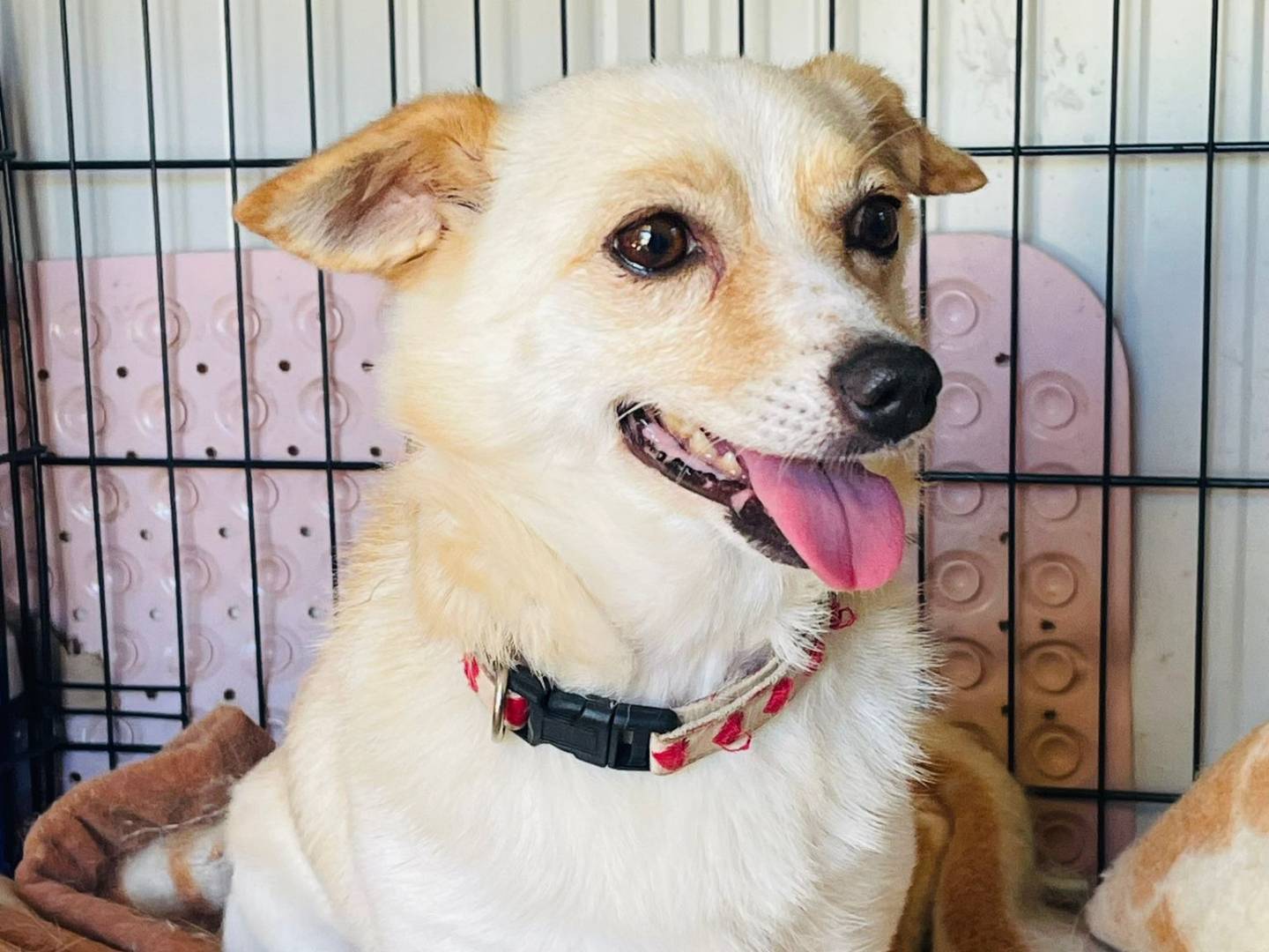 Adotta il cane Pino a Bari