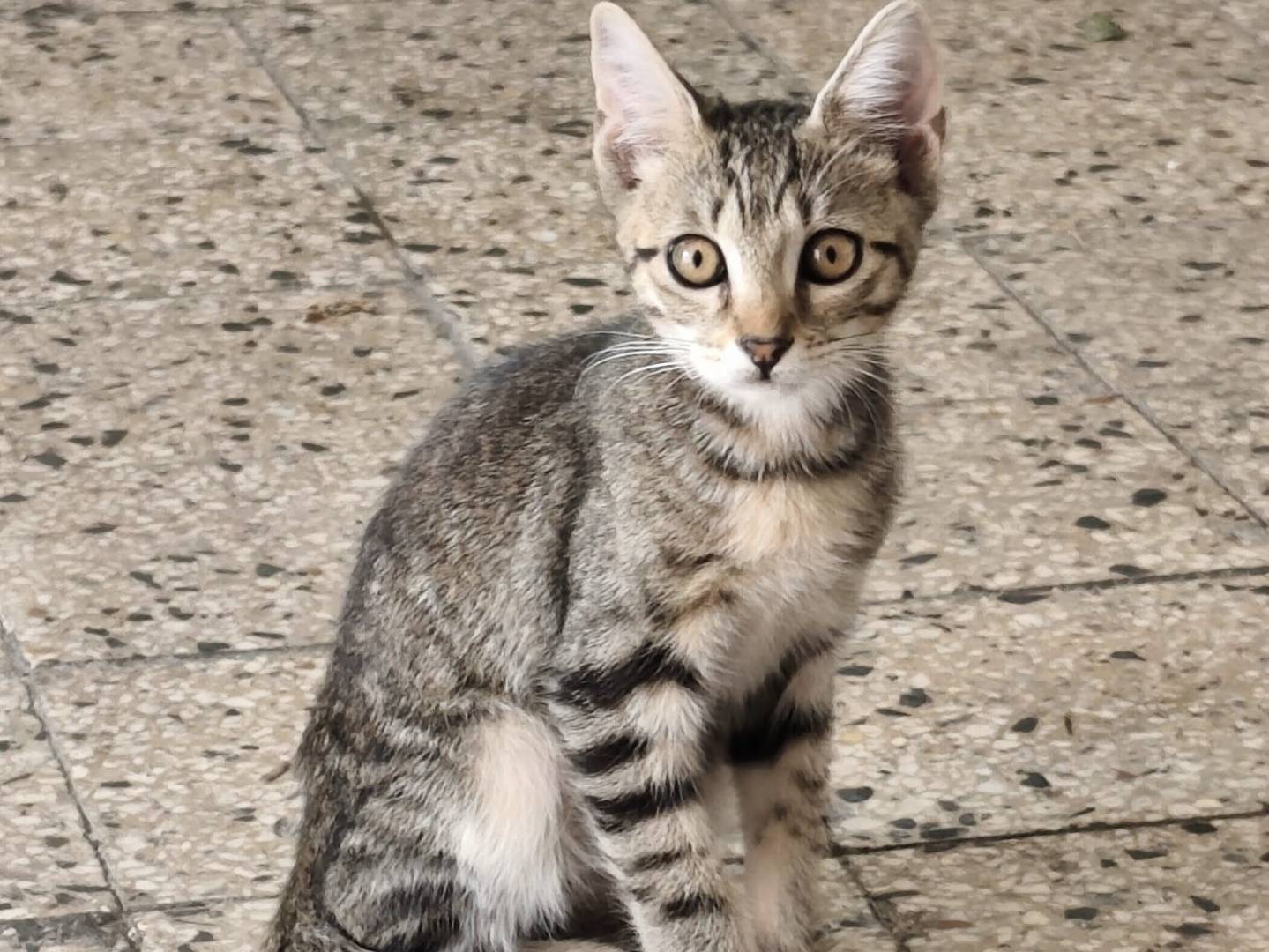 Adozione gatto, femmina, Razza sconosciuta Razza sconosciuta, 3 mesi, taglia non valida, Napoli