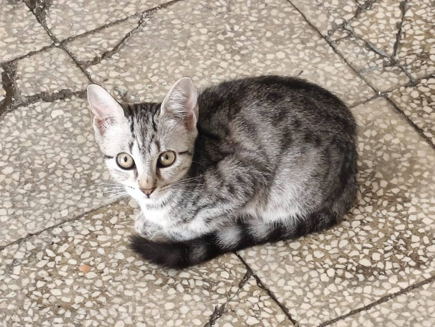 Adotta un gatto, taglia non valida, femmina, Napoli