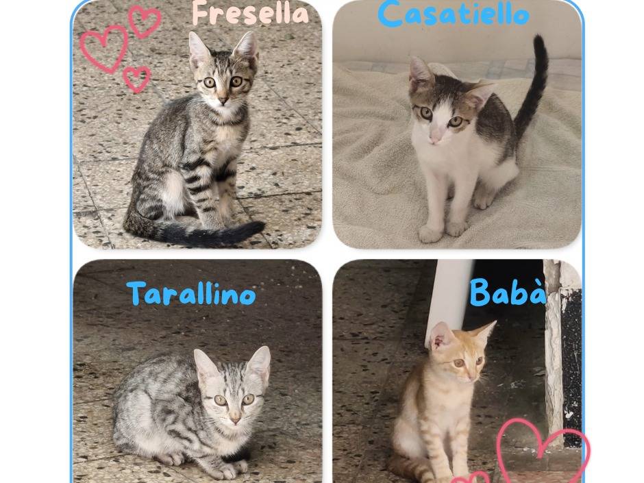 Vuoi adottare un gatto a Napoli?