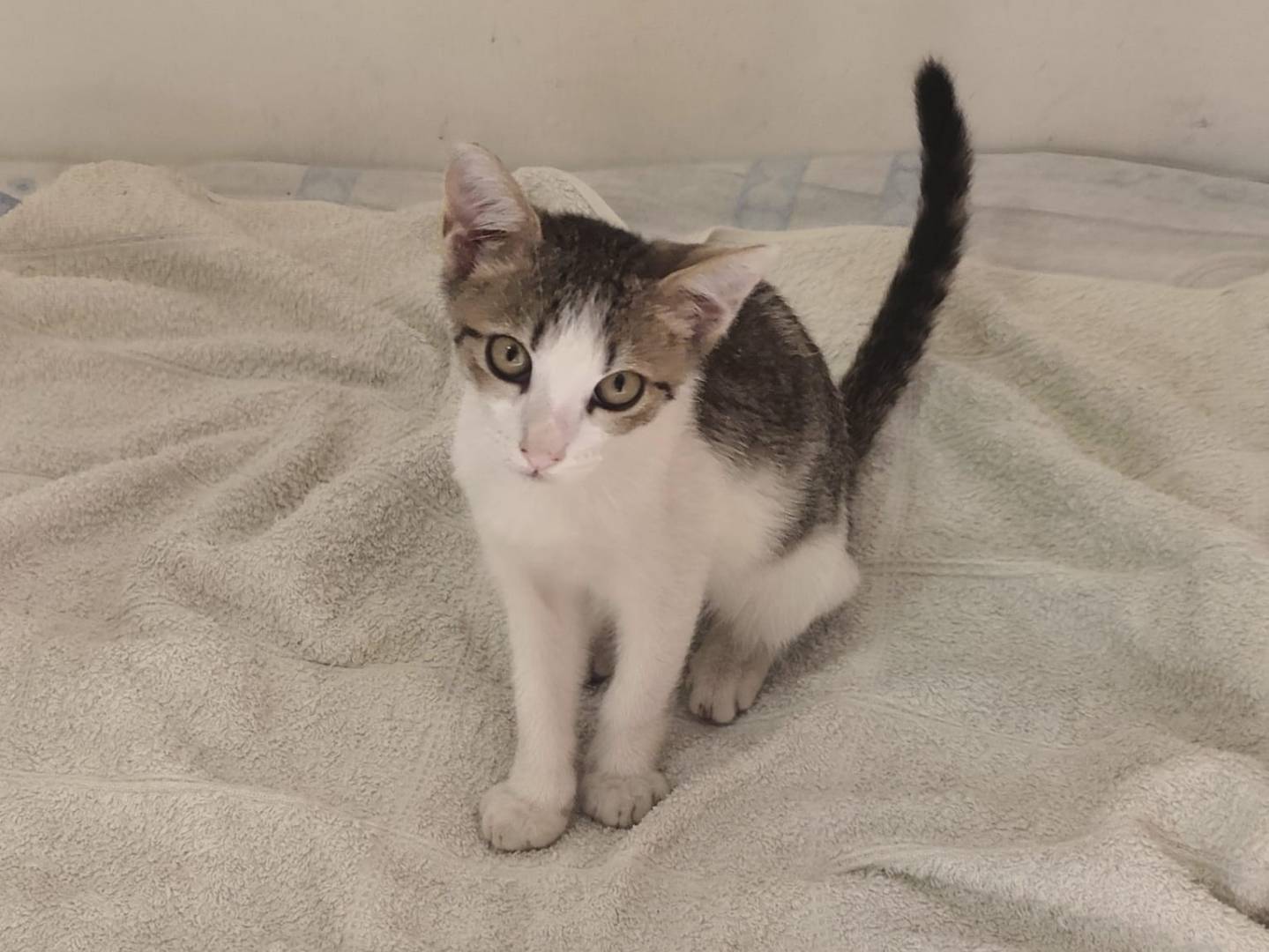 Adozione gatto, maschio, Razza sconosciuta Razza sconosciuta, 3 mesi, taglia non valida, Napoli