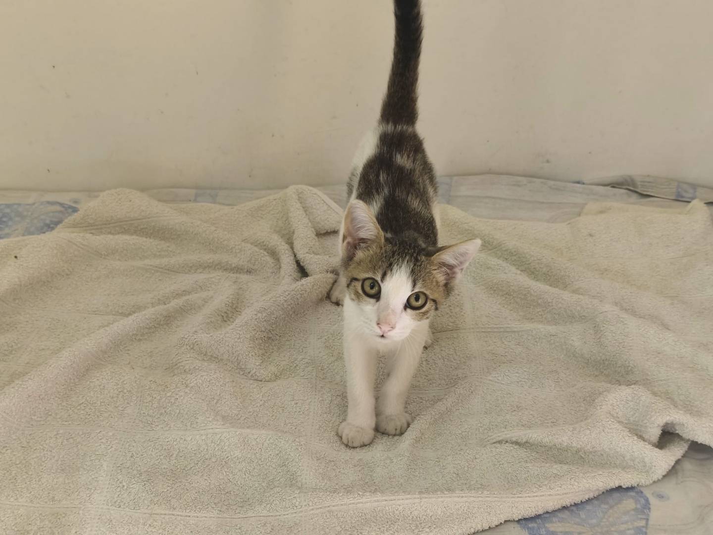 Adotta un gatto, taglia non valida, maschio, Napoli