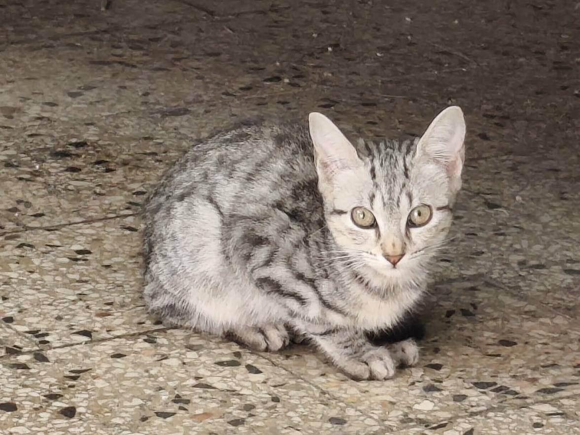 Adozione gatto, maschio, Razza sconosciuta Razza sconosciuta, 3 mesi, taglia non valida, Napoli