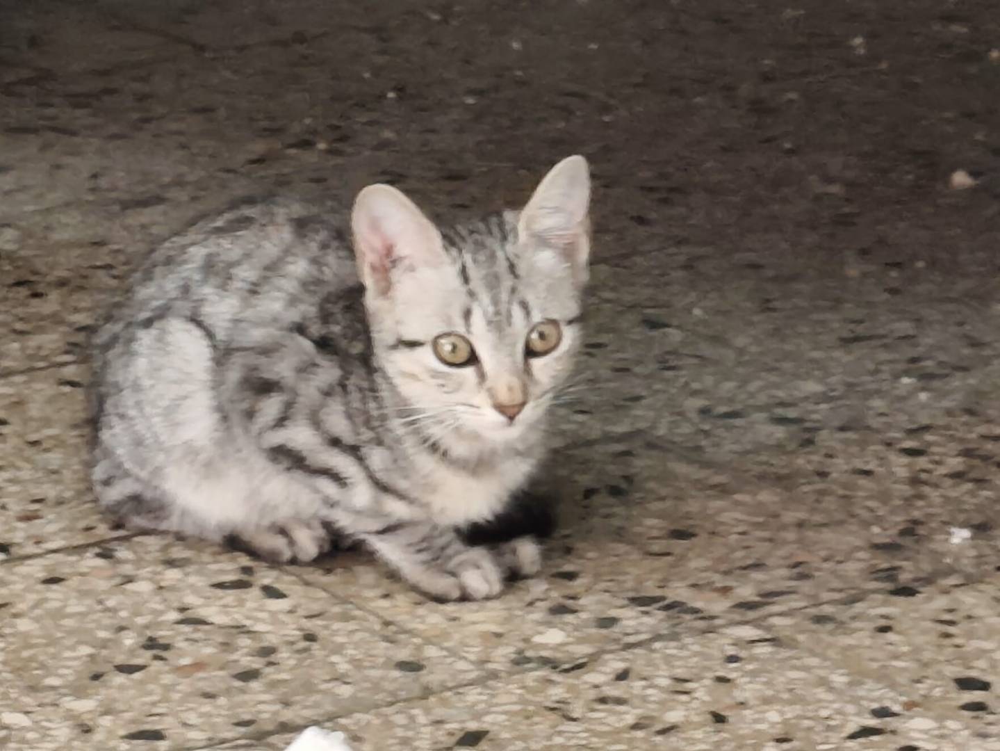 Adotta un gatto, taglia non valida, maschio, Napoli