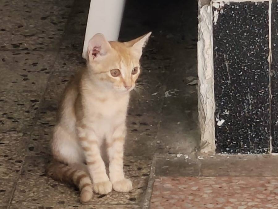 Adozione gatto, maschio, Razza sconosciuta Razza sconosciuta, 3 mesi, taglia non valida, Napoli