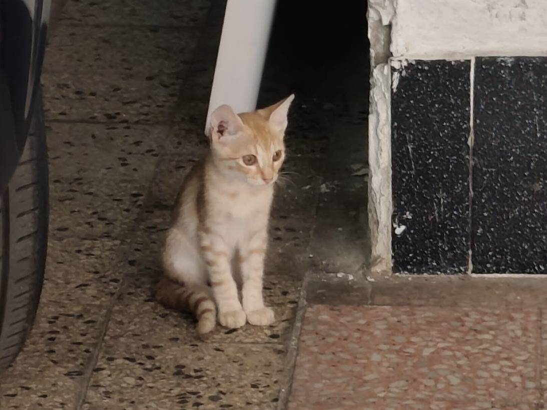 Adotta un gatto, maschio, 3 mesi, Napoli