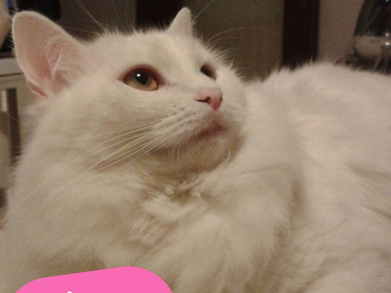 Adozione gatto, femmina, Razza sconosciuta Razza sconosciuta, 11 anni e 4 mesi, taglia non valida, Napoli