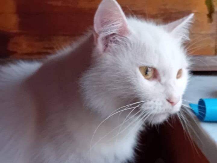 Adotta un gatto, femmina, 11 anni e 4 mesi, Napoli