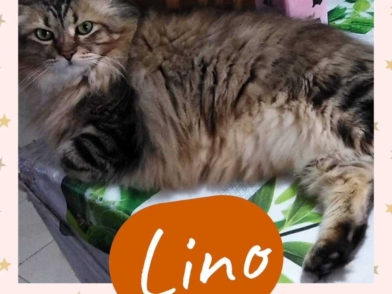 Adotta un gatto, taglia non valida, femmina, Napoli