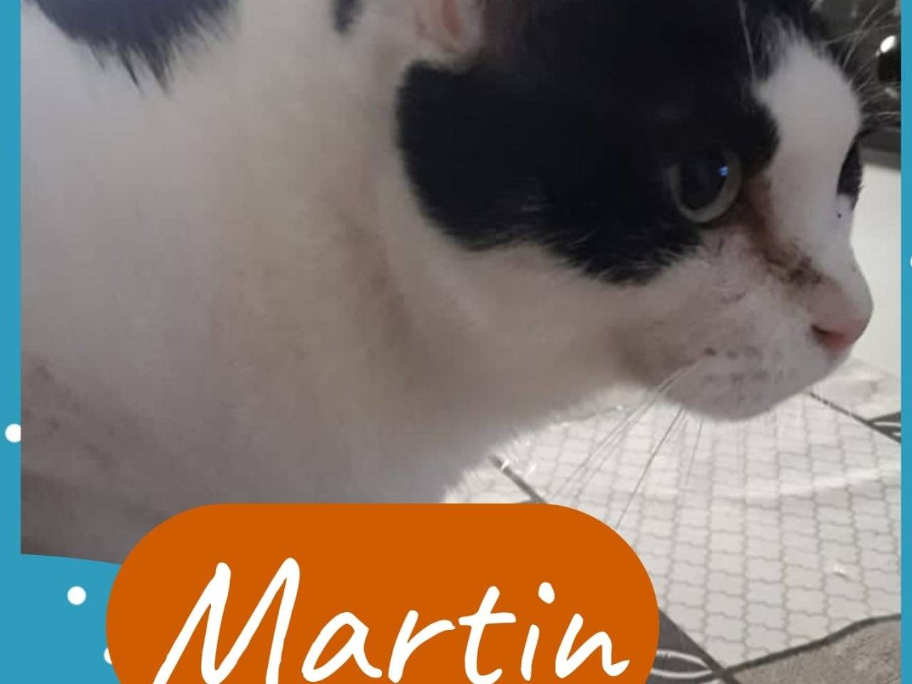 Vuoi adottare un gatto a Napoli?