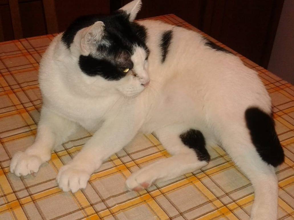 Adozione gatto, maschio, Razza sconosciuta Razza sconosciuta, 12 anni e 6 mesi, taglia non valida, Napoli