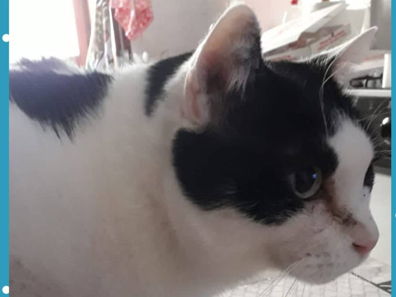 Adotta un gatto, maschio, 12 anni e 6 mesi, Napoli