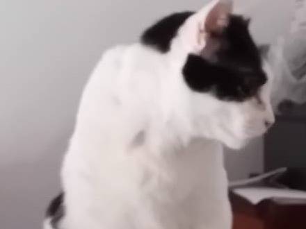 Adotta un gatto, taglia non valida, maschio, Napoli
