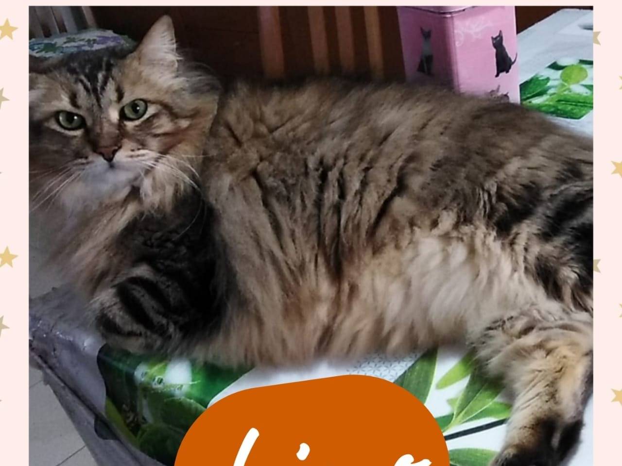 Adozione gatto, maschio, Razza sconosciuta Razza sconosciuta, 12 anni e 6 mesi, taglia non valida, Napoli