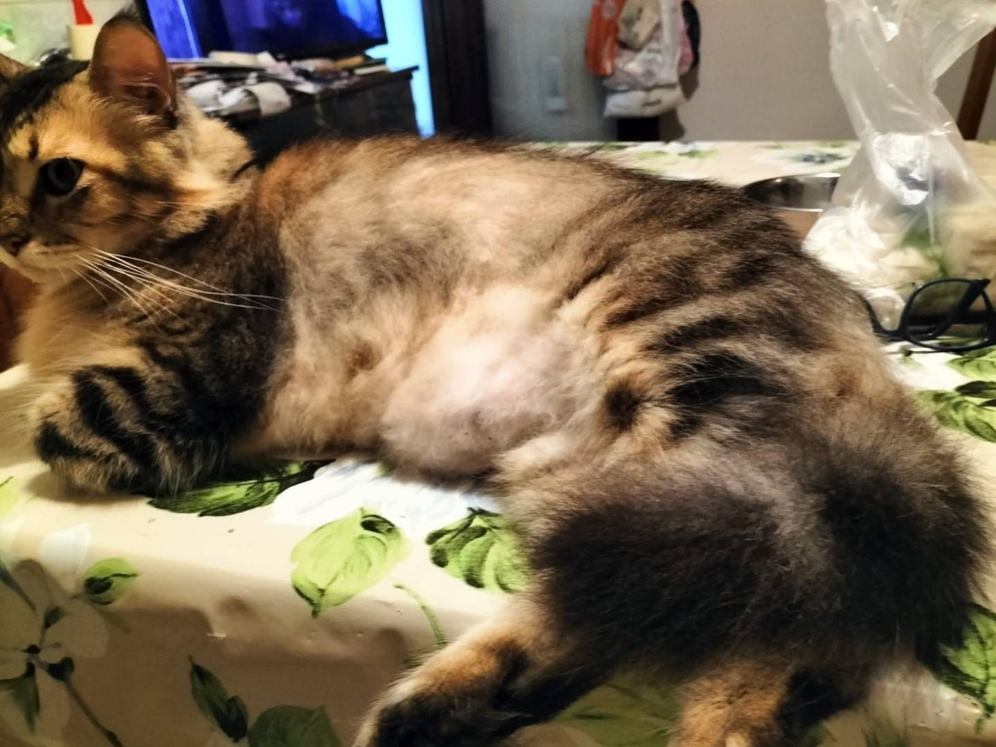 Adotta un gatto, maschio, 12 anni e 6 mesi, Napoli