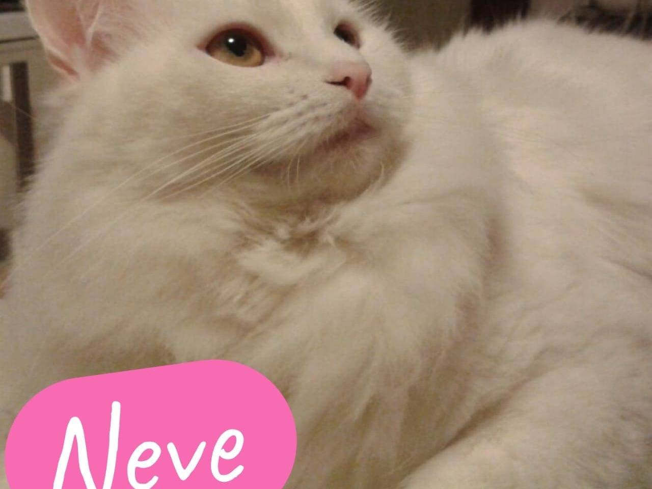 Adotta un gatto, taglia non valida, maschio, Napoli