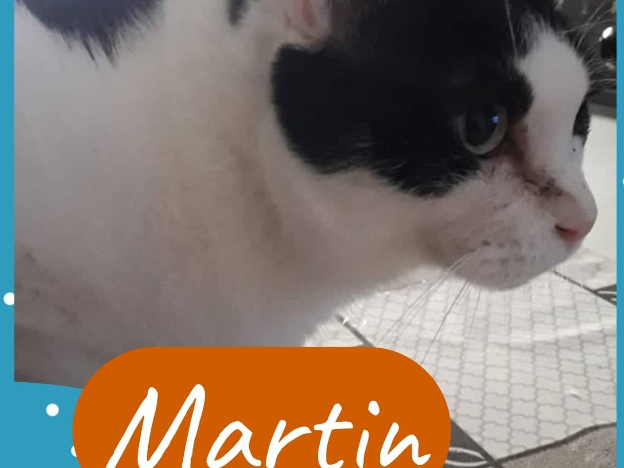 Vuoi adottare un gatto a Napoli?