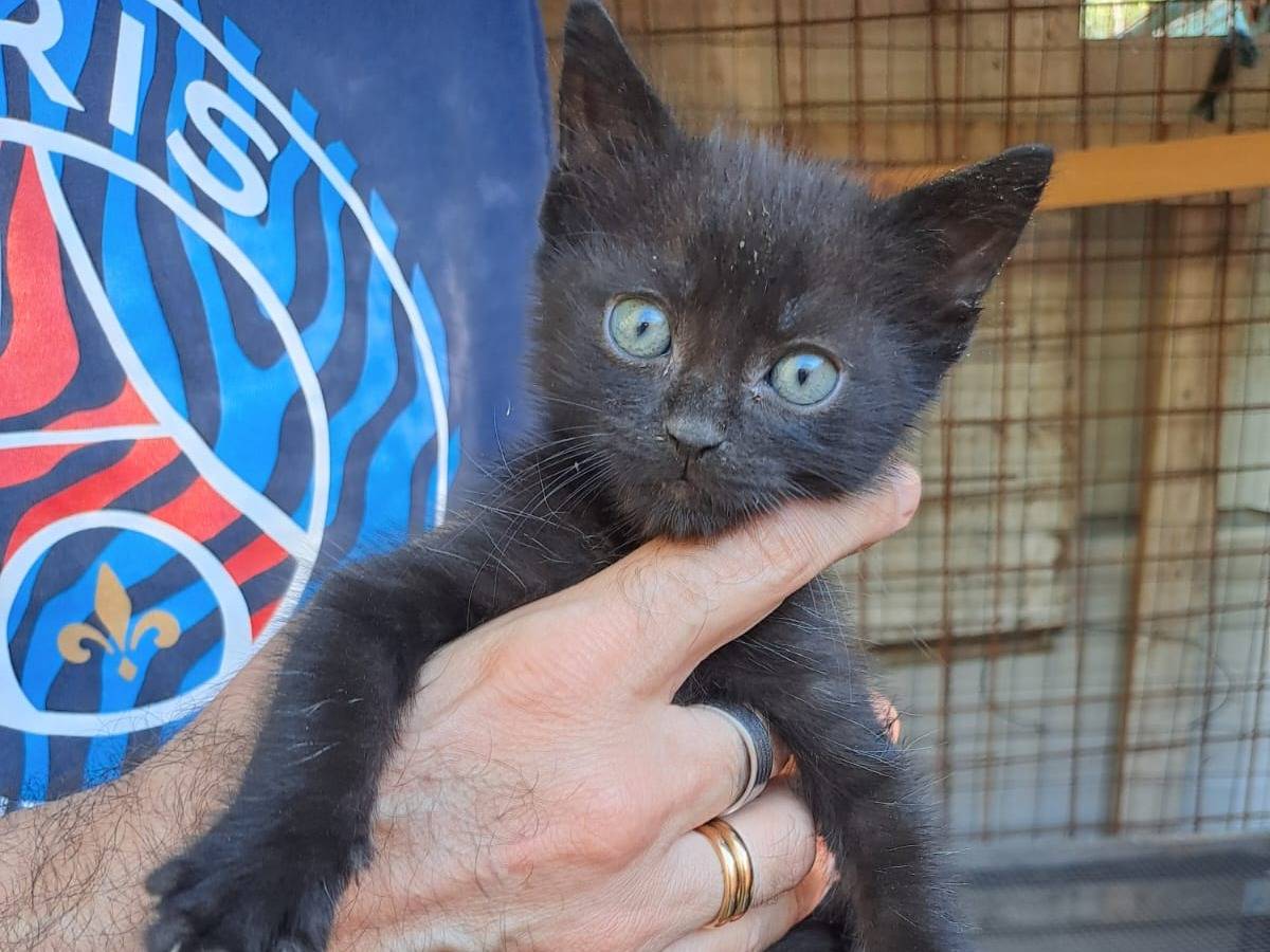 Adozione gatto, maschio, Razza sconosciuta Razza sconosciuta, 2 mesi, taglia non valida, Frosinone