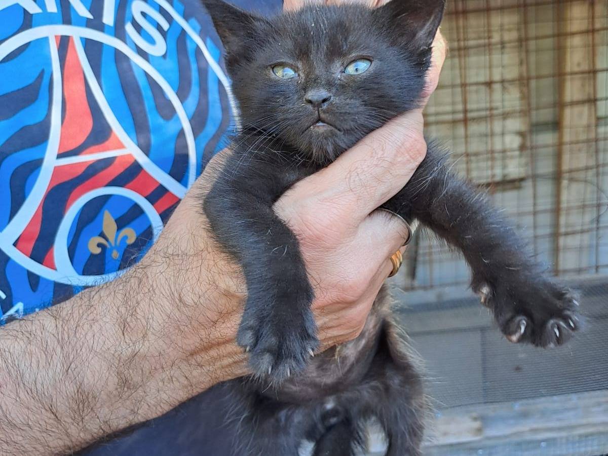 Adotta un gatto, maschio, 2 mesi, Frosinone