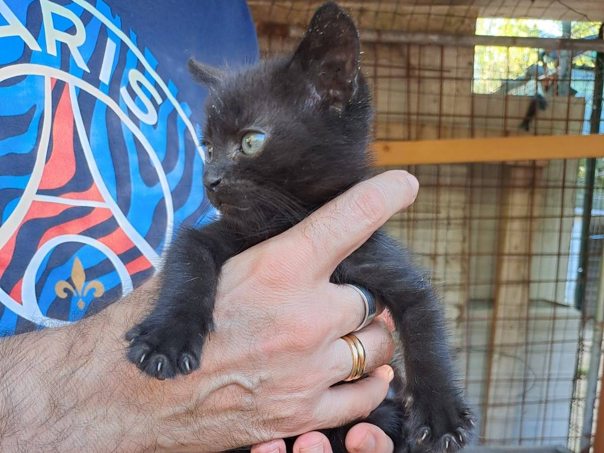 Adotta un gatto, taglia non valida, maschio, Frosinone