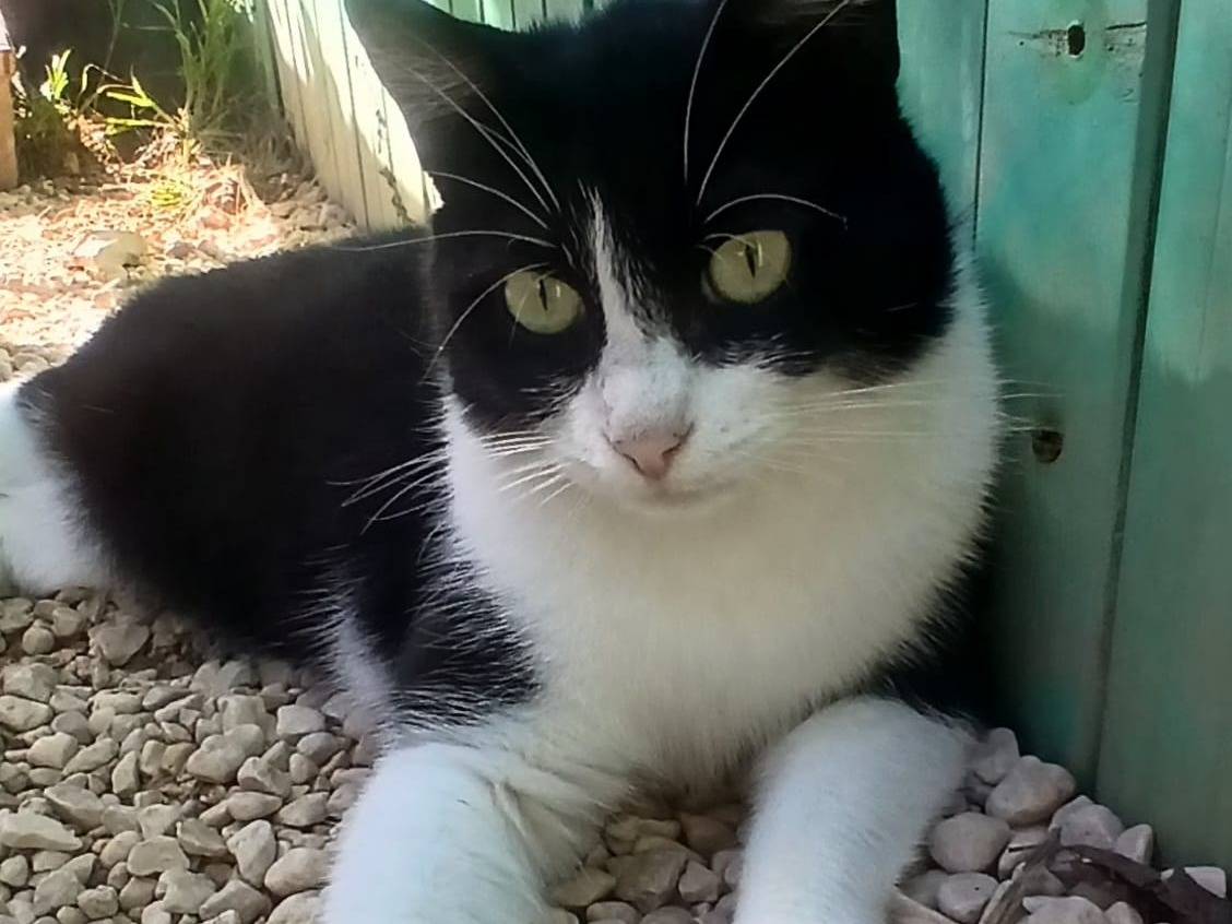 Adozione gatto, femmina, Razza sconosciuta Razza sconosciuta, 2 anni e 3 mesi, taglia non valida, Frosinone