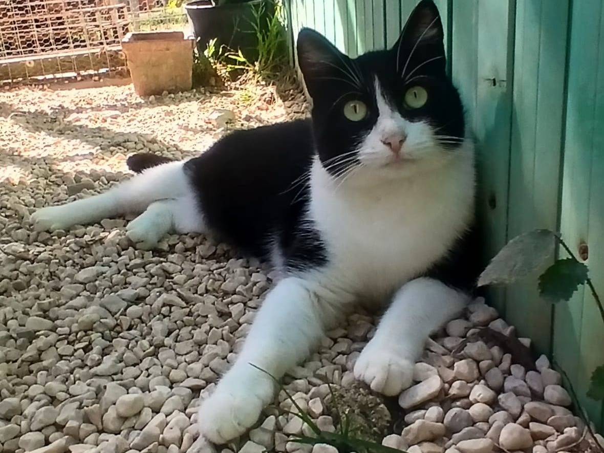 Adotta un gatto, femmina, 2 anni e 3 mesi, Frosinone