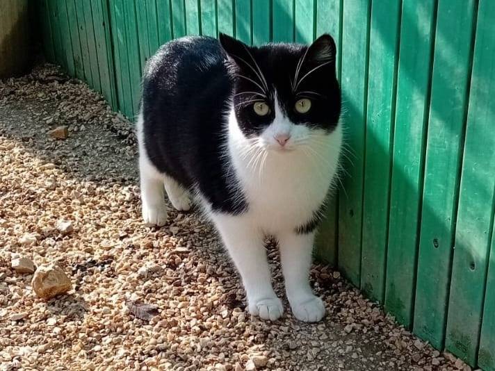 Vuoi adottare un gatto a Frosinone?