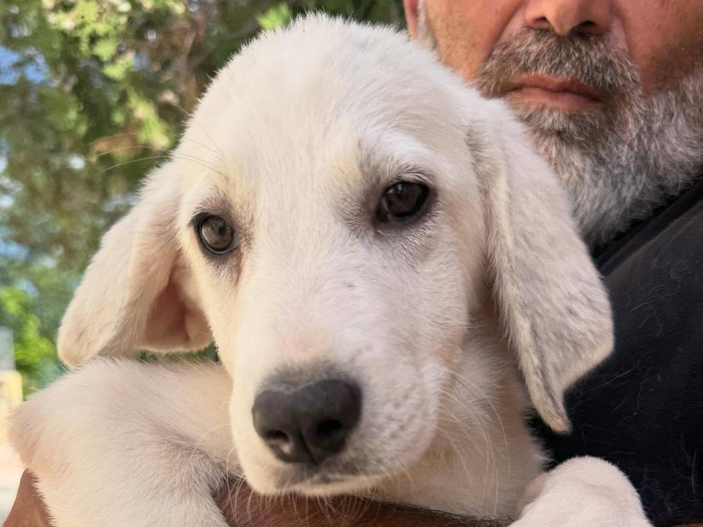 Adozione cane, femmina, Razza sconosciuta Razza sconosciuta, 2 mesi, taglia media, Matera