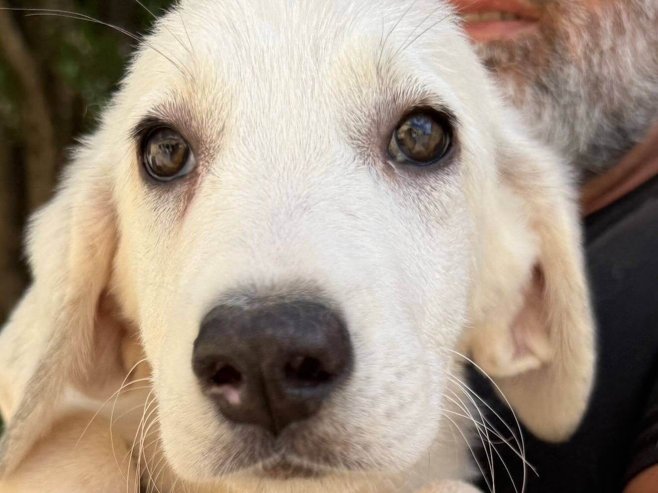 Adotta un cane, femmina, 2 mesi, Matera