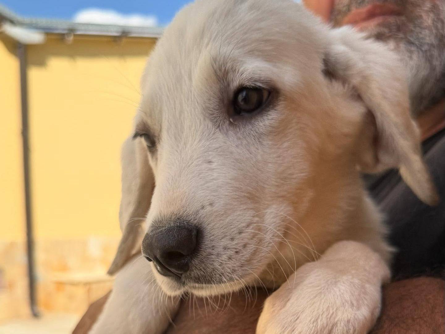 Adotta un cane, taglia media, femmina, Matera