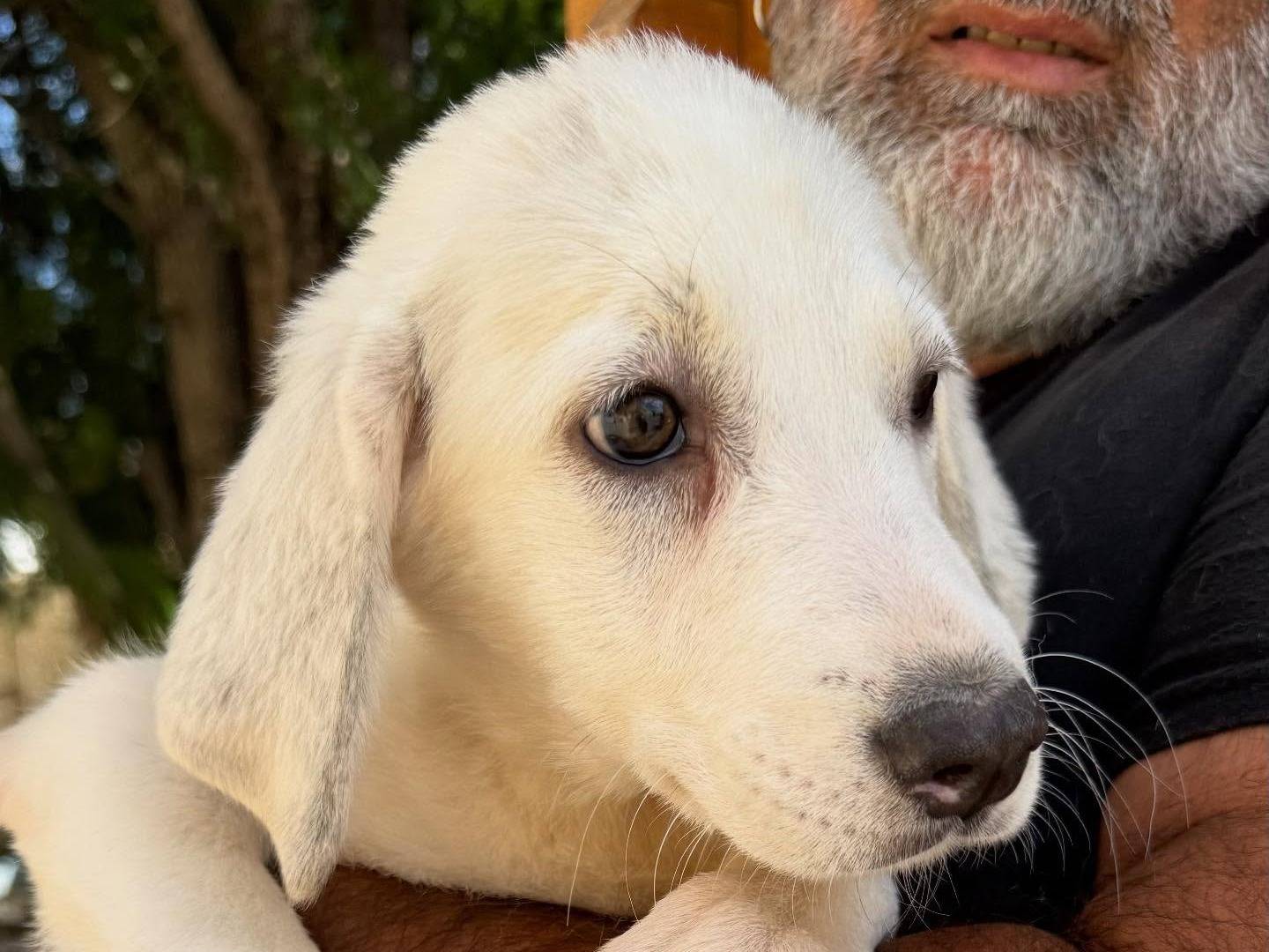 Vuoi adottare un cane a Matera?