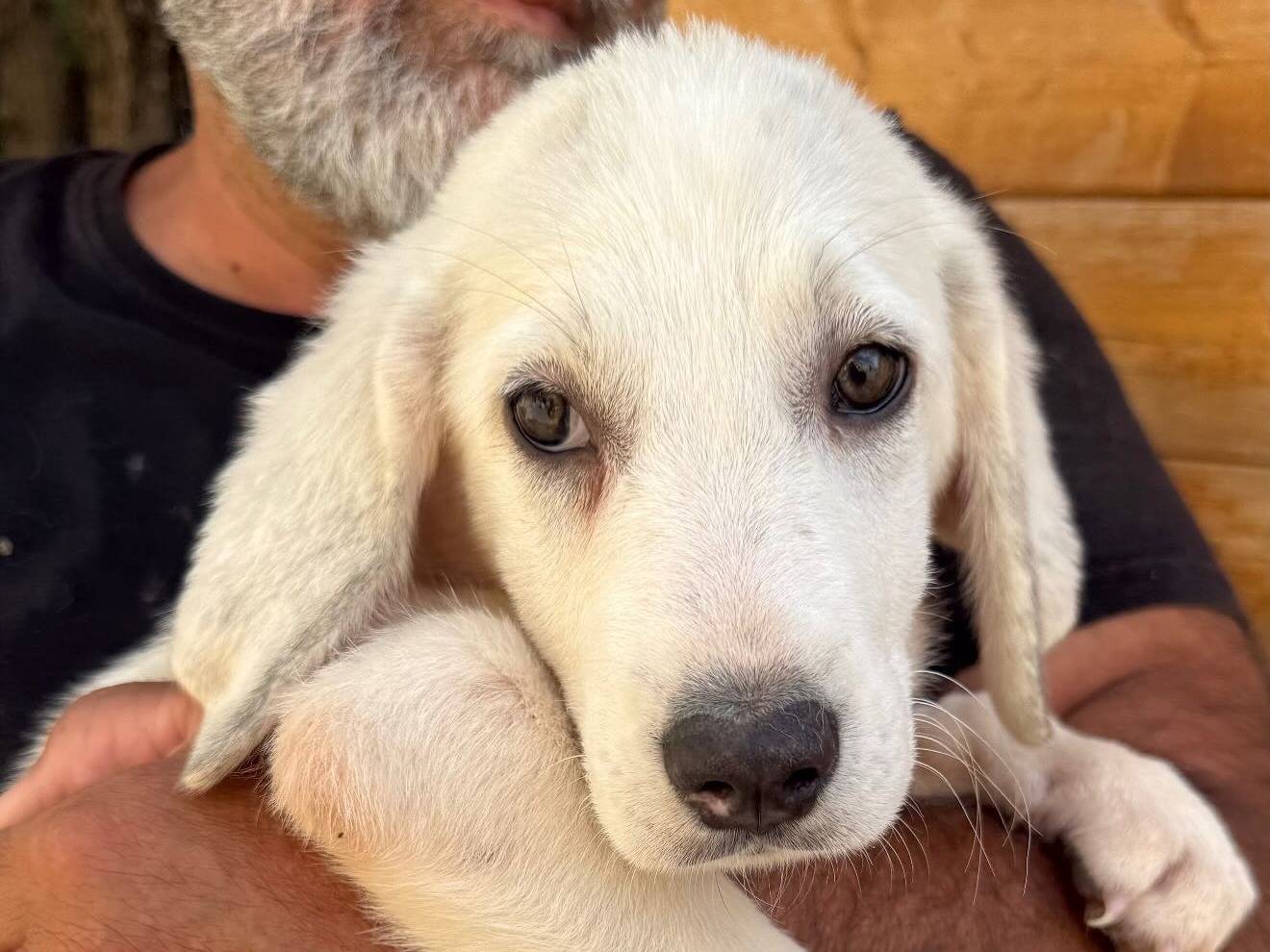 Adotta il cane Pizza a Matera