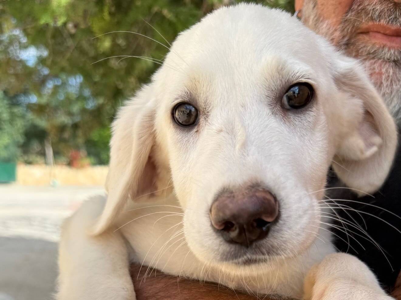 Adozione cane, femmina, Razza sconosciuta Razza sconosciuta, 2 mesi, taglia media, Matera