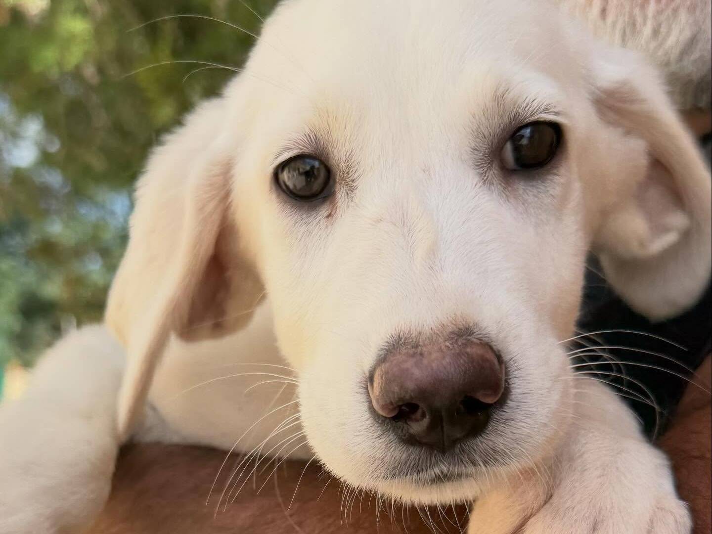 Adotta un cane, femmina, 2 mesi, Matera