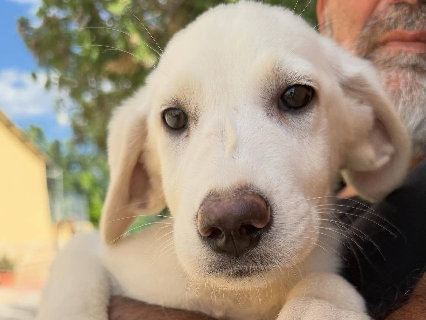 Adotta un cane, taglia media, femmina, Matera