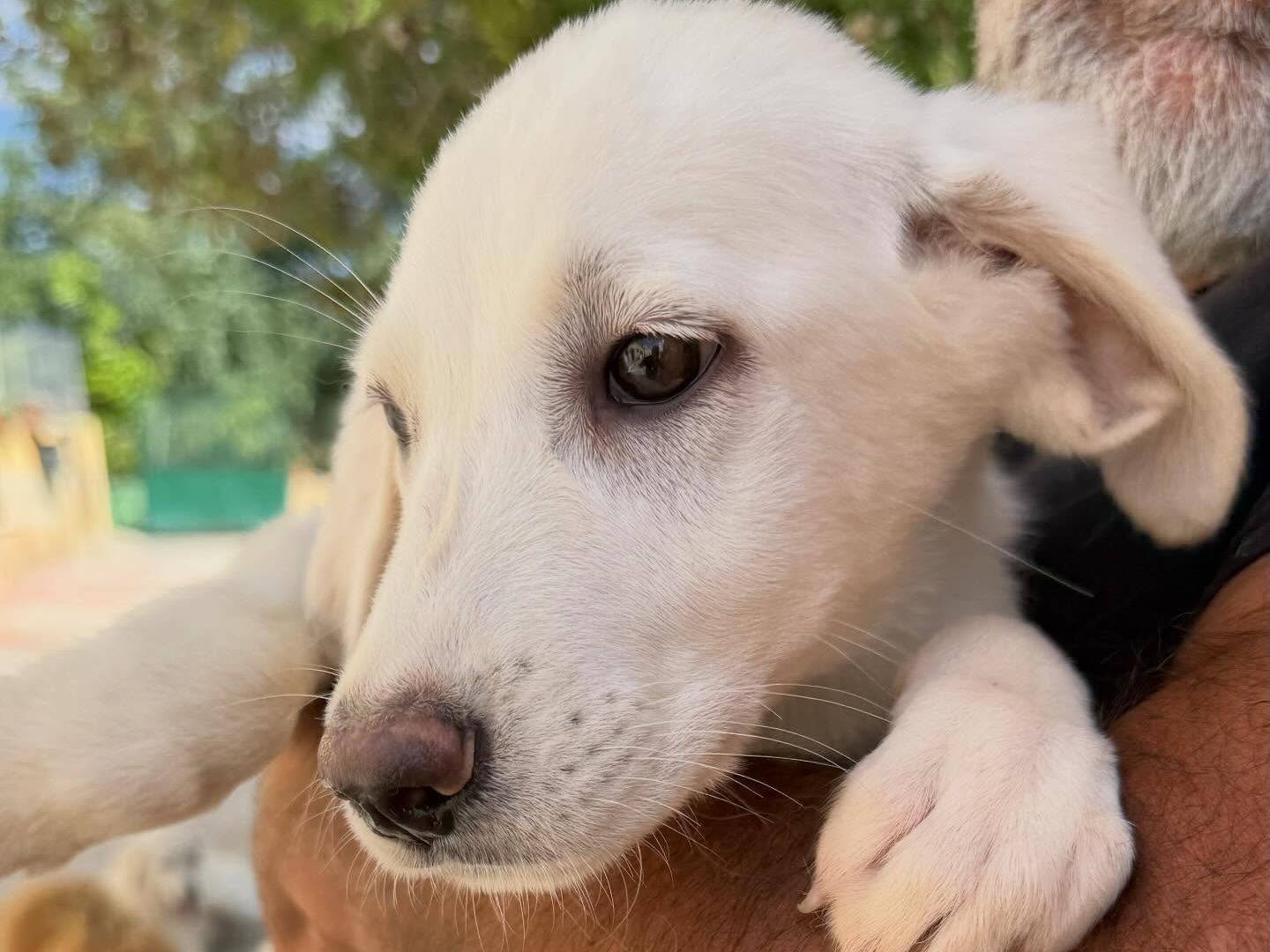 Vuoi adottare un cane a Matera?