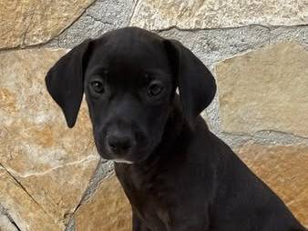 Adozione cane, femmina, Razza sconosciuta Razza sconosciuta, 3 mesi, taglia media contenuta, Matera