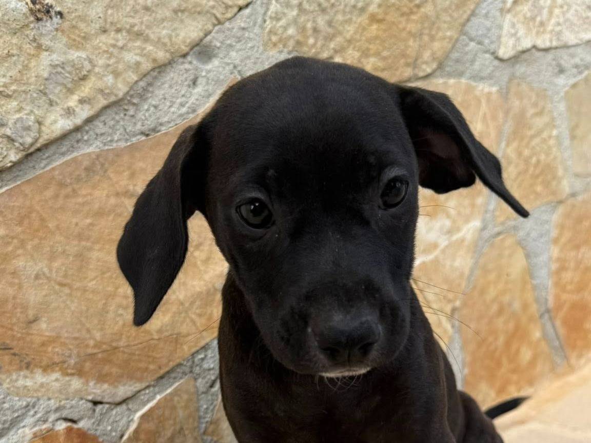 Adotta un cane, taglia media contenuta, femmina, Matera