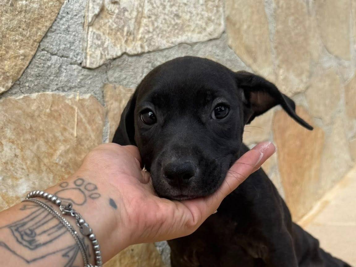 Vuoi adottare un cane a Matera?