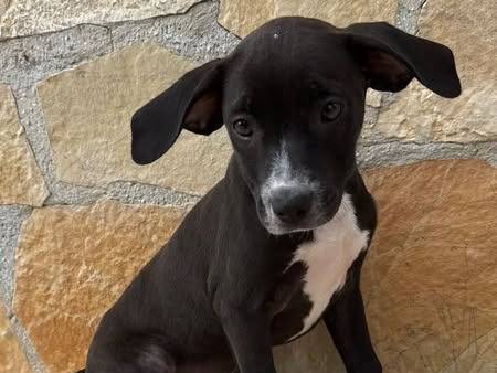 Adozione cane, femmina, Razza sconosciuta Razza sconosciuta, 3 mesi, taglia media, Matera
